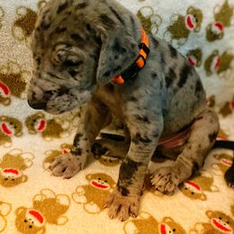 Great Dane Puppies from P&C Mountain Danes of CO