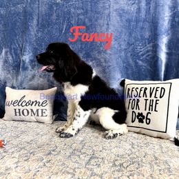 Fancy - White and black Newfoundland puppy in Cortez, Colorado from Bear Heart Newfoundlands, LLC
