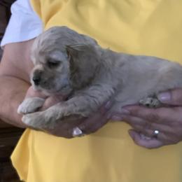 Pooh Bear - Buff male Cocker Spaniel puppy in Garland, Texas from Palms Cocker Spaniels of Texas