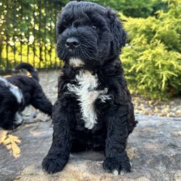 Boy 1 - Stanley - Brown and white male Portuguese Water Dog puppy in Butler, Pennsylvania from Sea Dog PWD Puppies