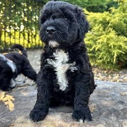 Boy 1 - Stanley - Brown and white male Portuguese Water Dog puppy in Butler, Pennsylvania from Sea Dog PWD Puppies