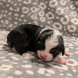 Pearl - Black tri female Toy Australian Shepherd puppy in Shepherd, Texas from GAMALA Farm & Kennels