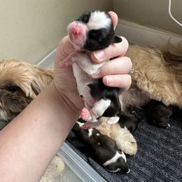 Golden Retriever and Shih Tzu Puppies from Carter Family Retrievers