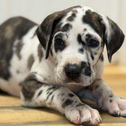 Gilbert - Harlequin male Great Dane puppy in Hutchinson, Kansas from Dappled Danes