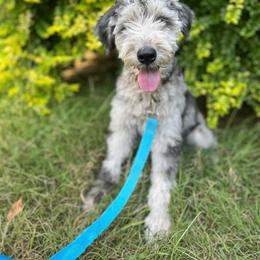 Billie - Merle female Whoodle puppy in Gladewater, Texas from Kalin’s K9s