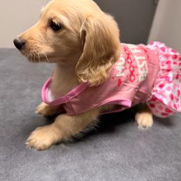 Tiny - Cream female Dachshund puppy in Magnolia, Texas from Carrie’s Countryside Dachshunds