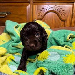 Molly - Chocolate female Boykin Spaniel puppy in Van Buren, Arkansas from Arklahoma Boykins