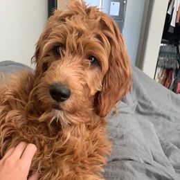 Goldendoodle All Grown Up from Midwest Companions