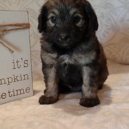 Isaac - male Aussiedoodle puppy in Milford, Indiana from Olde Heritage K-9