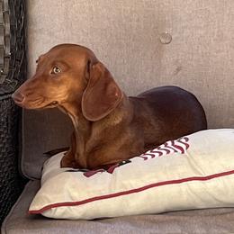 Itty Bitty - Dachshund