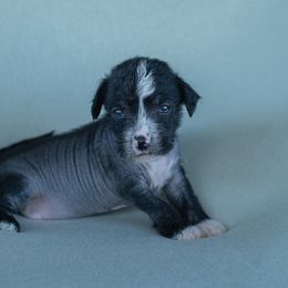Chinese Crested Puppies from Qilin Chinese Crested