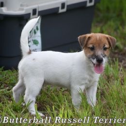 Bailey - White and tan male Russell Terrier puppy in Citra, Florida from Butterball Kennel