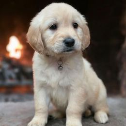 Mashed Potato, Grey Collar - Light golden male Golden Retriever puppy in Eugene, Oregon from Oregon's Legendary Goldendoodles