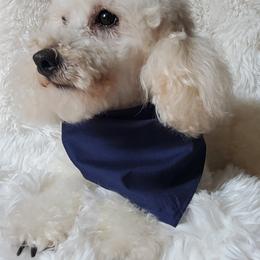 Murphy - Poodle