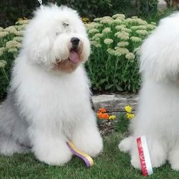 Old English Sheepdogs from Pettibone Old English Sheepdogs