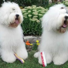 Old English Sheepdogs from Pettibone Old English Sheepdogs