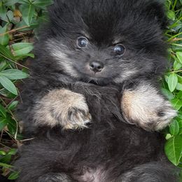 Pomeranians from Whiskey Island Poms