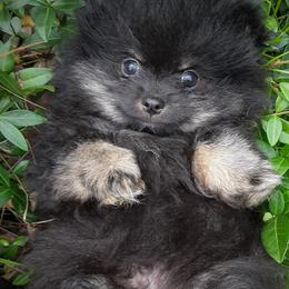 Pomeranians from Whiskey Island Poms