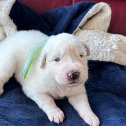 Kanga - White female Great Pyrenees puppy in Murfreesboro, Tennessee from Storybook Tails Farm