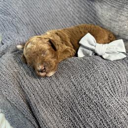Benedict - black collar - Red male Bernedoodle puppy in Lexington, North Carolina from Deborah’s Doodles