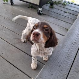 Joker - Chestnut male Llewellin Setter puppy in Eastpoint, Florida from Stoneforged Setters