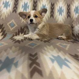 Cinder Tail Intact - Red female Pembroke Welsh Corgi puppy in Maupin, Oregon from Bailey Nannini