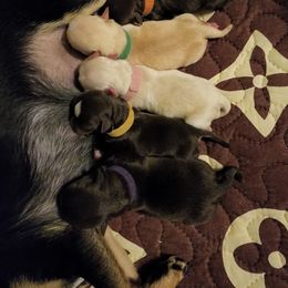 Chihuahua Puppies from King's Country Style Kennels