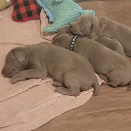 Blue Collar Boy - Silver gray male Weimaraner puppy in Alexandria, Virginia from Silvr Galaxy Weimaraners