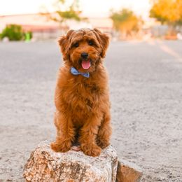 Saja - Red male Cavapoo puppy in Tucson, Arizona from Sun Valley Goldendoodles