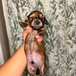Clyde - Red male Dachshund puppy in Highland Heights, Kentucky from Gabriela's Dachshunds