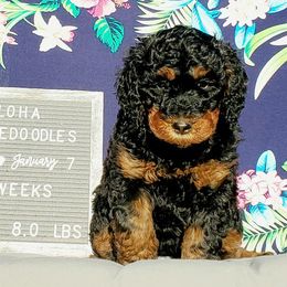 Bernedoodle Puppies from Aloha Bernedoodles of Austin