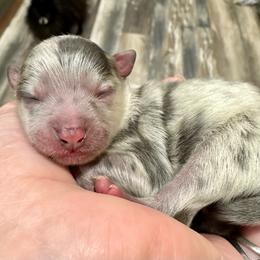 Blue Merle Silver 1day 6.3oz - Blue merle male Pomeranian puppy in Madison, Ohio from PawSitive Therapy Pomeranians