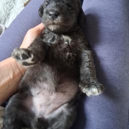Blue Female 1 - Blue male Bedlington Terrier puppy in Staten Island, New York from Arkada Sirene Kennel