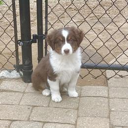 BOOTS - Red tri-color male Miniature American Shepherd puppy in Scotland, Connecticut from Greenwood Acres Kennel
