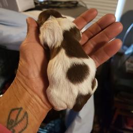 Pooh Bear - Liver male Shih Tzu puppy in Eunice, Louisiana from 4J's Cajun Kennels