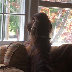 Irish Setter All Grown Up from Rumraisin Irish Setters