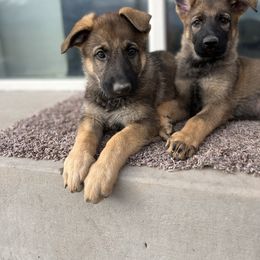 German Shepherd Puppies from Vom Haus Denfors K9