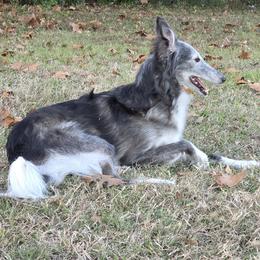 Retiring - Fawn brindle female Silken Windhound puppy in Starke, Florida from Ashley