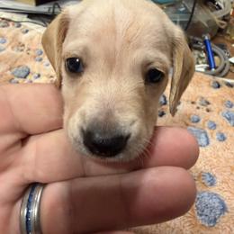 Dachshund Puppies from Witchy Woman’s Wiener’s