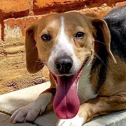 Beagles and English Springer Spaniels from Marsh Creek K9s