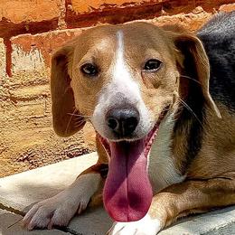 Beagles and English Springer Spaniels from Marsh Creek K9s