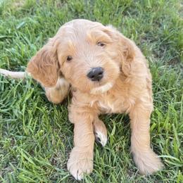 Theo - Apricot male Goldendoodle puppy in San Tan Valley, Arizona from Golden Haven