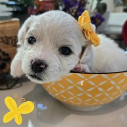 Yellow Collar - White and buff female Bichon Frise puppy in Upland, California from IDREAMOFPUPPIES