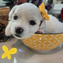 Yellow Collar - White and buff female Bichon Frise puppy in Upland, California from IDREAMOFPUPPIES