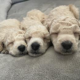 Poodle puppies from Merrily Miniature Poodles