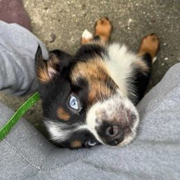 Kraken - Black tri female Miniature American Shepherd puppy in Nicholasville, Kentucky from SaturnMoon MAS & BC