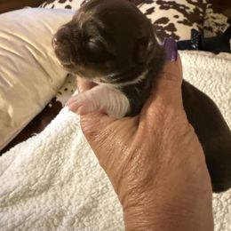 Spice - Chocolate and white male Chihuahua puppy in Beaumont, Texas from Anastasia’s Tiny Pupps