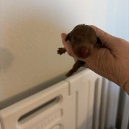 Nome - Chocolate and tan male Dachshund puppy in Lubbock, Texas from K&K Mini Doxies