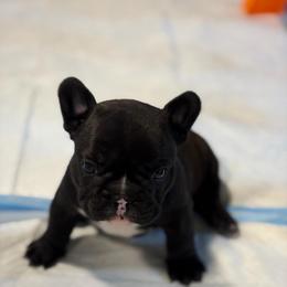 Rufus - Brindle and white male French Bulldog puppy in Neenah, Wisconsin from Mimosa Acres French Bulldogs LLC