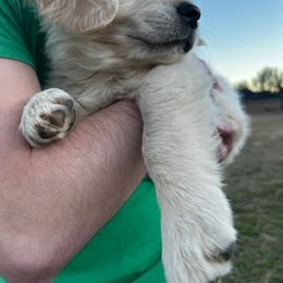 Golden Retriever Puppies from Panhandle PawsNClaws